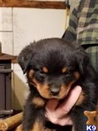 Rottweiler